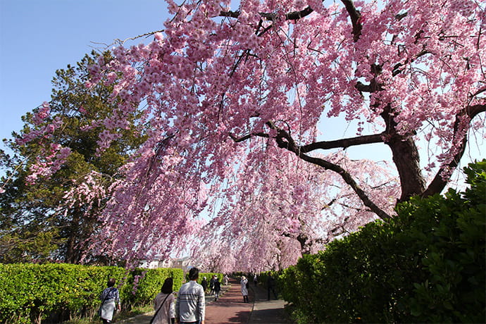 しだれ桜